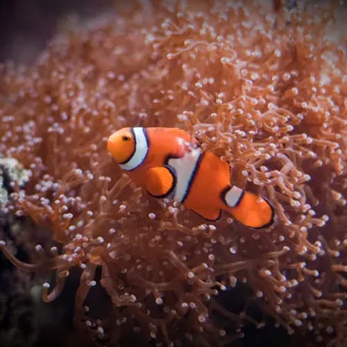 Sea Life San Antonio